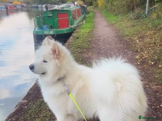 Samoyed dogs for sale - Advert 1