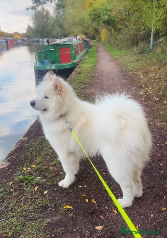 Samoyed dogs - Advert 1