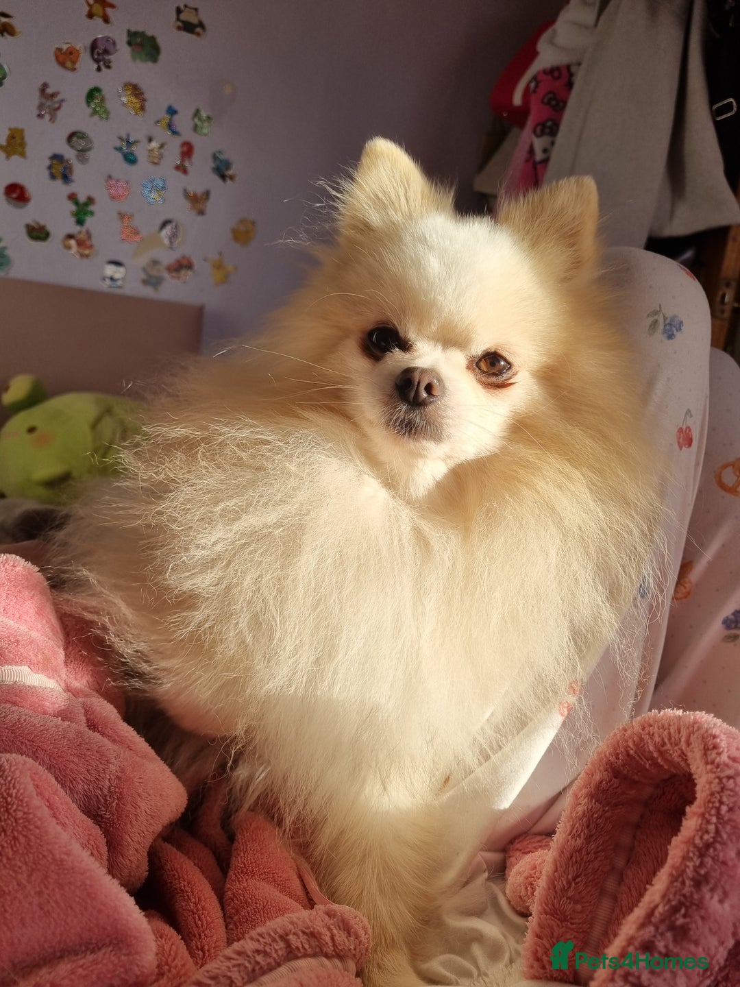 Pomeranian dogs for stud: Pomeranian Boy For Stud - Advert 7