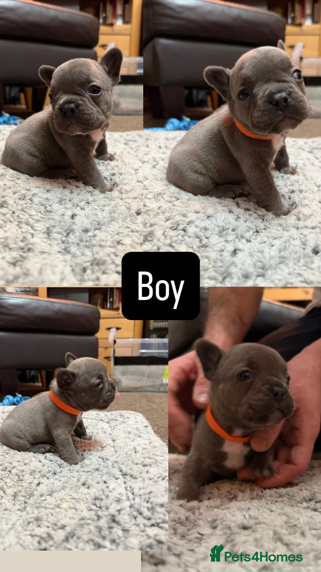 French Bulldog dogs for sale: KC Reg French Bulldog Pups  - Advert 5