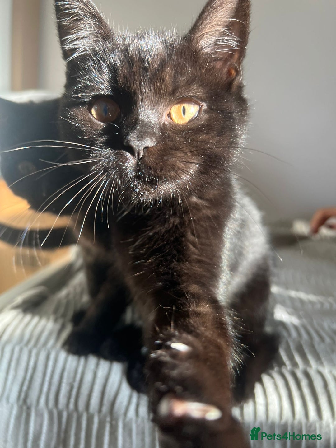 Mixed Breed cats for sale: Adorable fluffy kittens ready for loving home - Advert 11