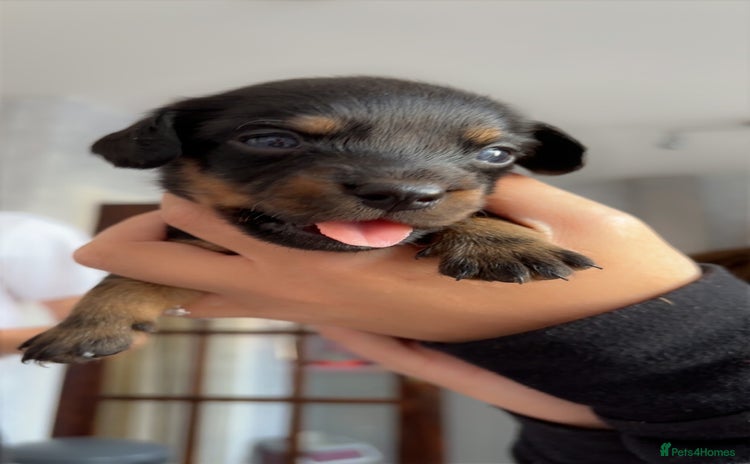 Mixed Breed dogs - Advert 1