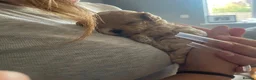 Maltipoo dogs for sale: Beautiful Very Tiny F1B maltipoos - Advert 11