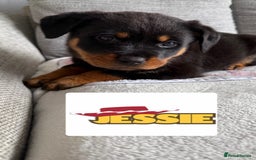 Rottweiler dogs for sale: Stunning chunky Rottweiler puppies - Image 12