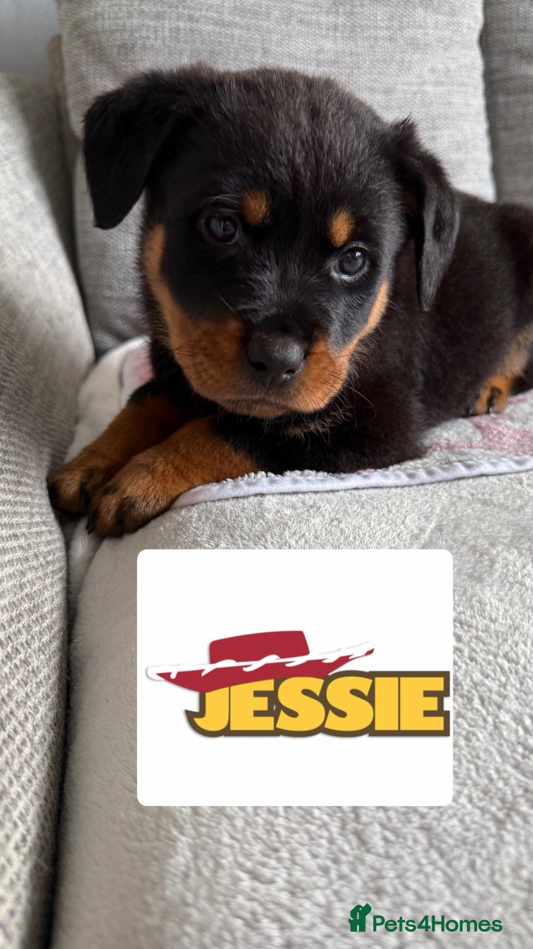 Rottweiler dogs for sale: Stunning chunky Rottweiler puppies - Image 12