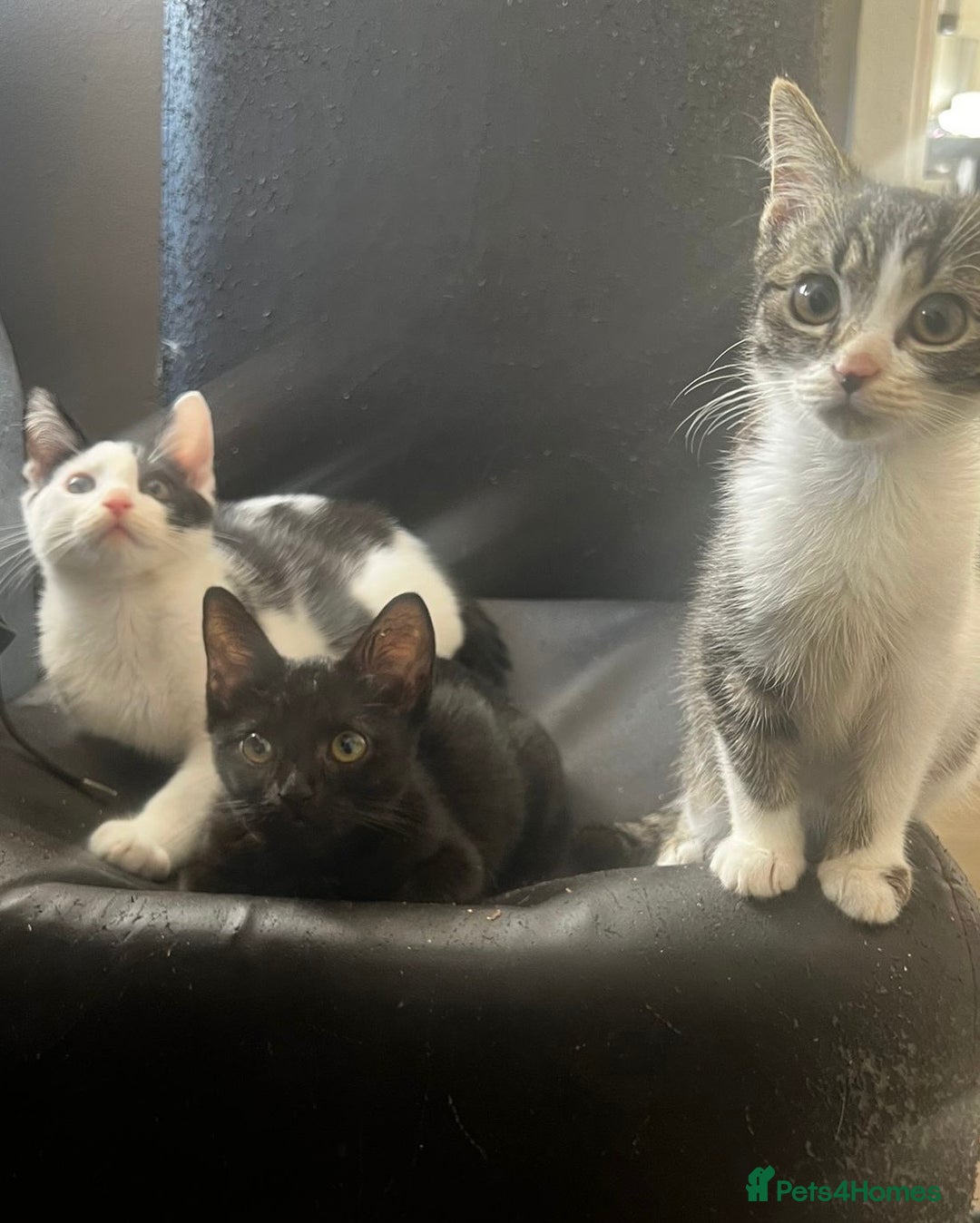 Mixed Breed cats for sale: 3 kittens available now  - Image 4