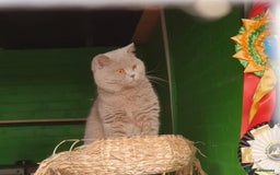 British Shorthair cats for stud: Blue n lilac copper eyed/ Quality PROVEN STUDS   - Image 4
