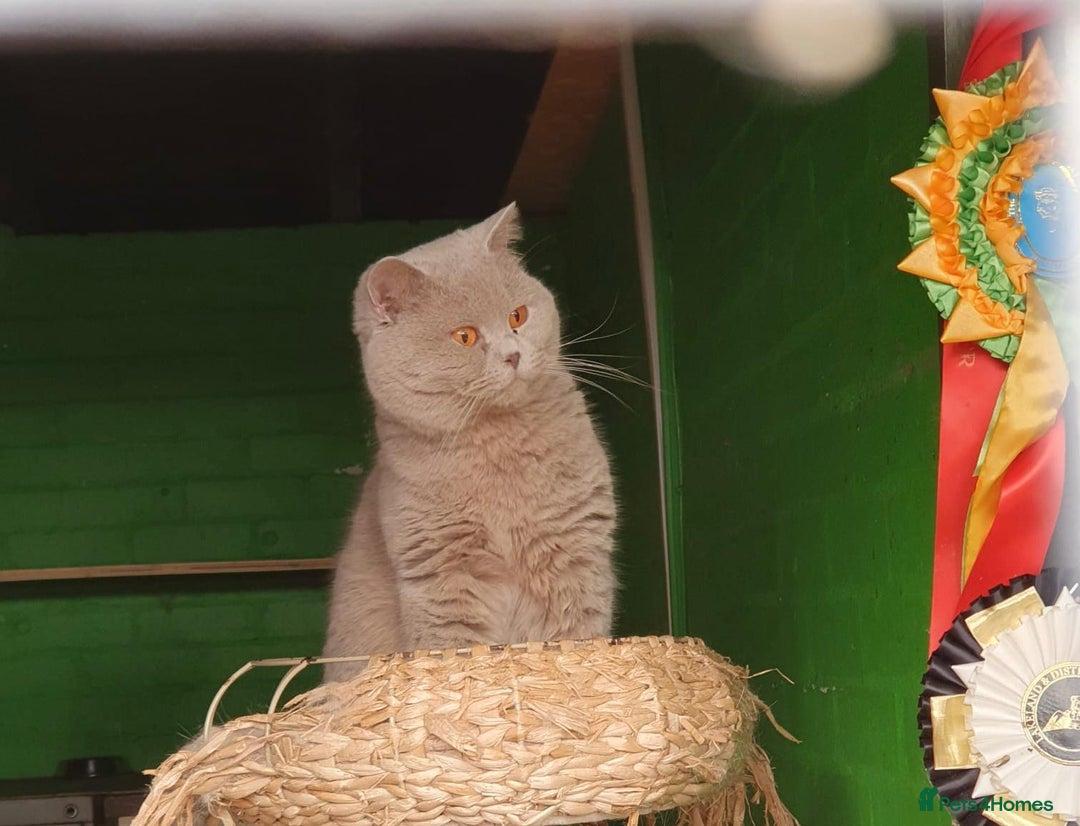 British Shorthair cats for stud: Blue n lilac copper eyed/ Quality PROVEN STUDS   - Image 4
