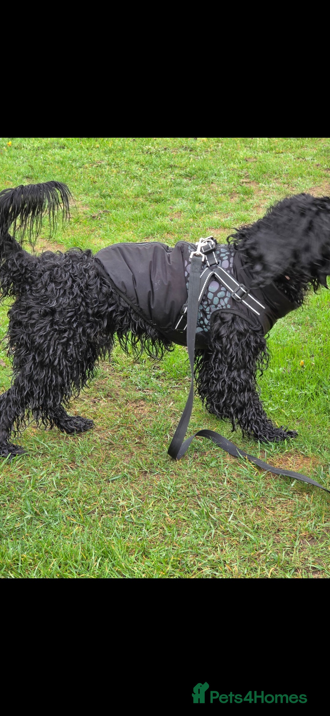 Doxiepoo dogs for sale: OZZY (daxiepoo) - Image 10
