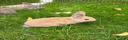 Mini Lop rabbits for sale: Mini lops ready to go - Advert 12