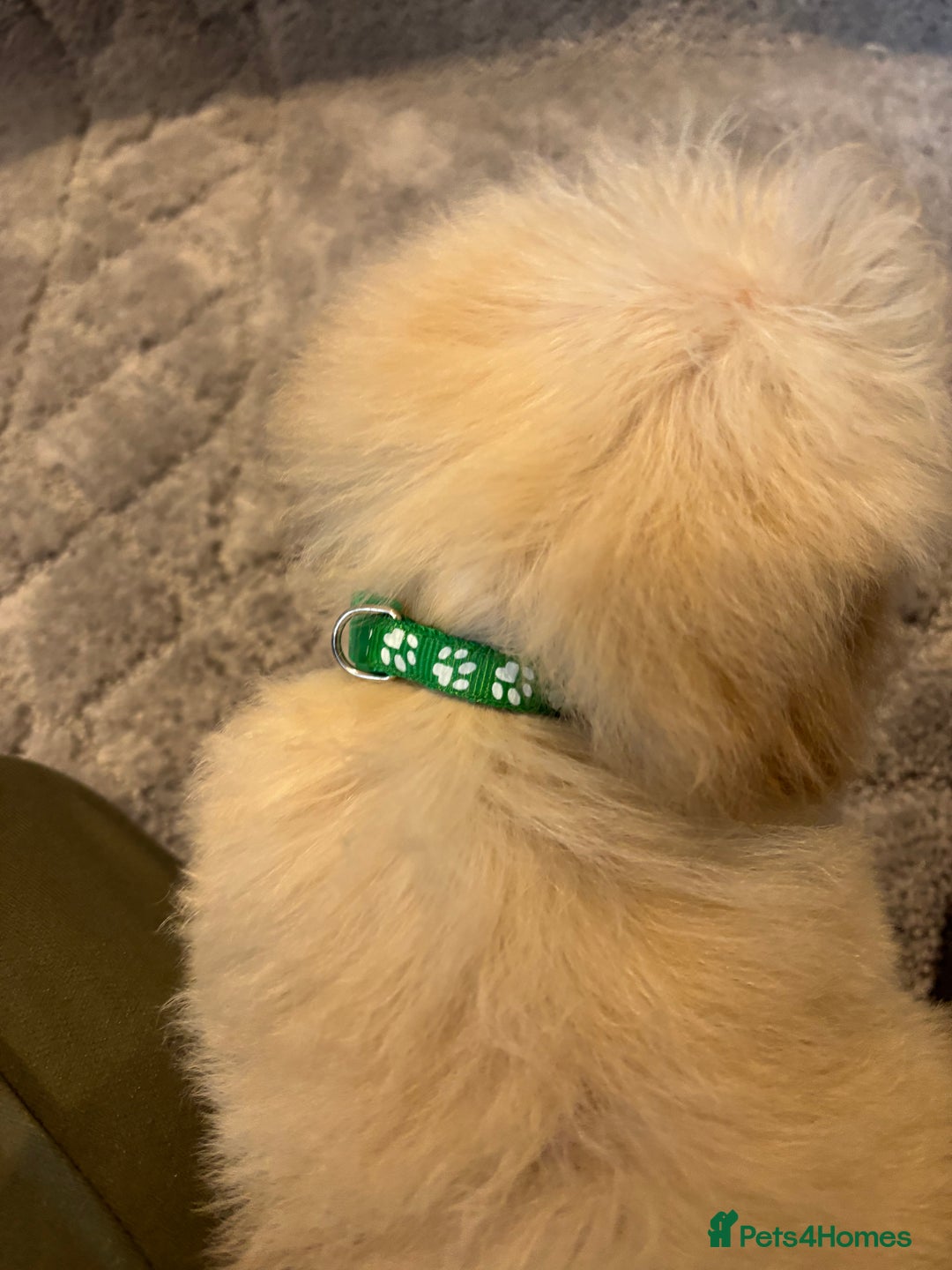 Poochon dogs for sale: Beautiful f1 poochon puppys READY NOW!!! - Advert 16