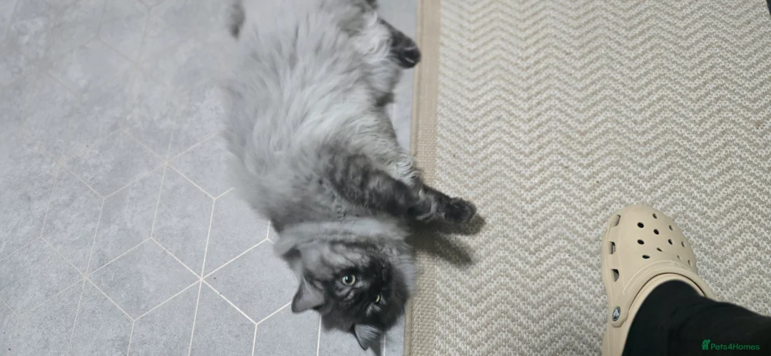 Persian cats for stud: Doll face persian stud only proven stud  - Advert 5