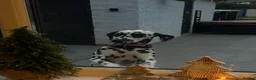 Dalmatian dogs for sale: Jasper & Maisie both must go together  - Advert 6