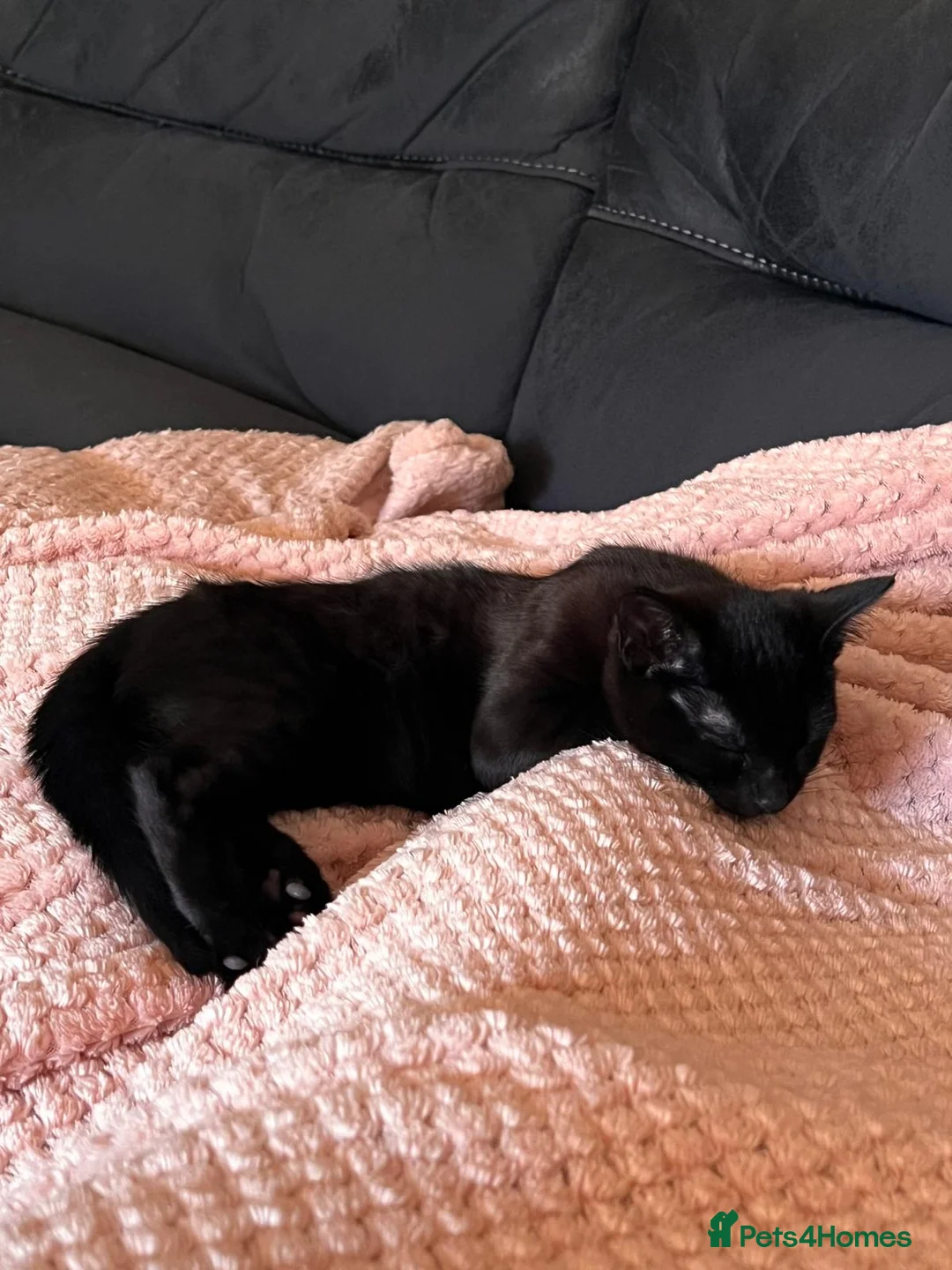 Mixed Breed cats for sale: Cats for sale - Advert 1