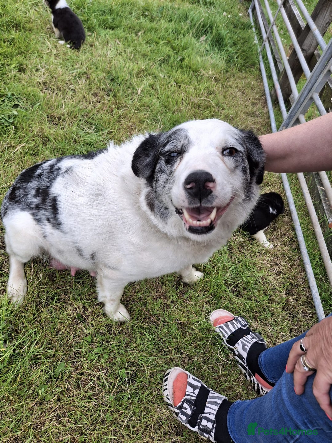 Mixed Breed dogs for sale: Border Collie x Australian Shepherd - Image 6