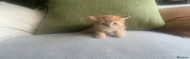 Ginger boy 2
