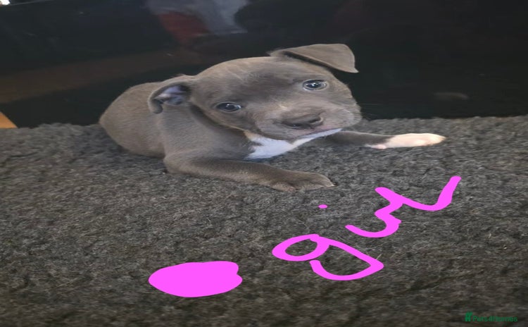 Staffordshire Bull Terrier dogs - Advert 3
