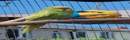 Budgerigars birds for sale: 1 male 1 female budgie £30 each  - Advert 2