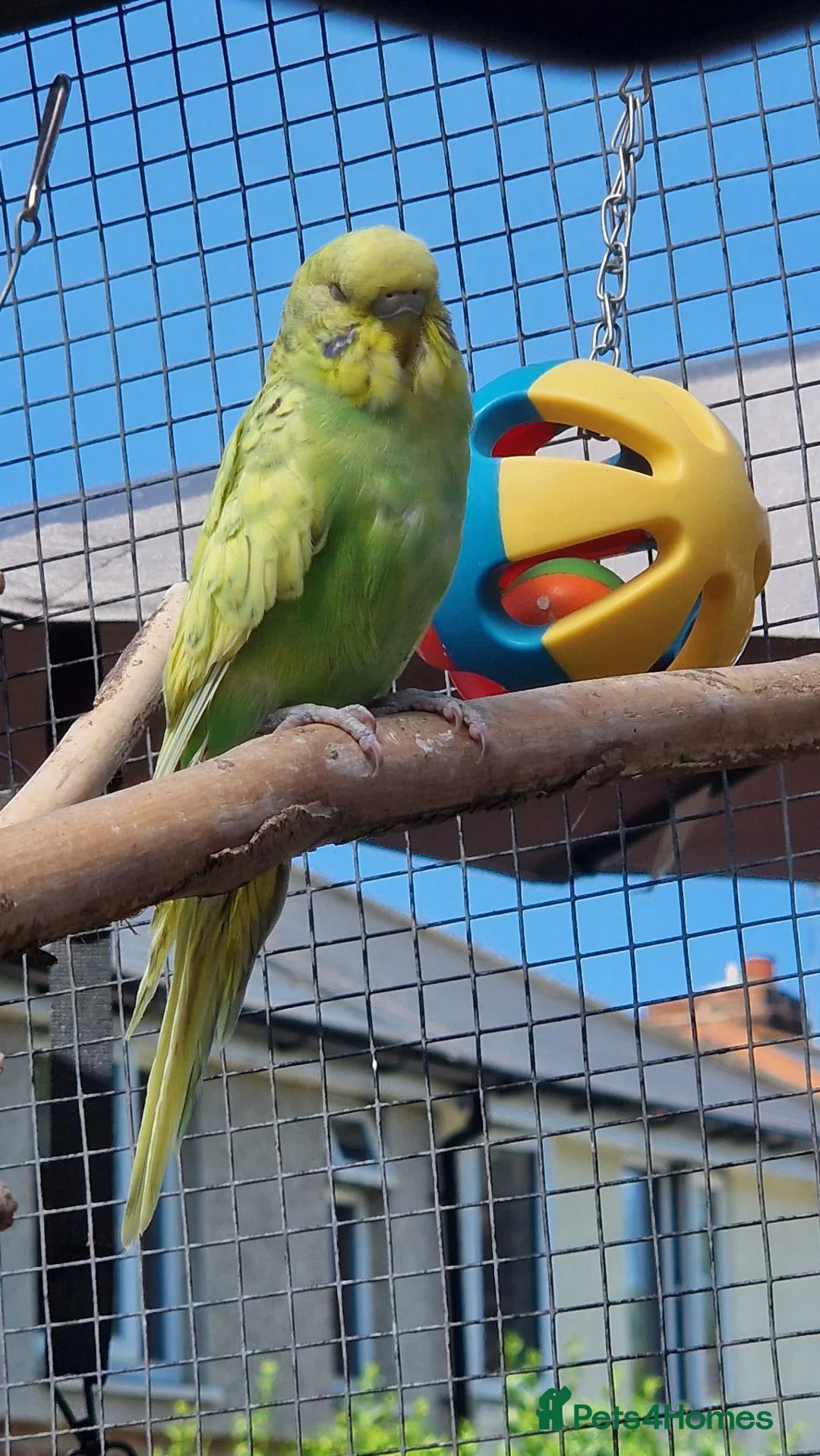 Budgerigars birds for sale: 1 male 1 female budgie £30 each  - Advert 2
