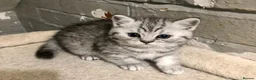 British Shorthair cats for sale: British Shorthair Kittens Full GCCF Registration  - Advert 4