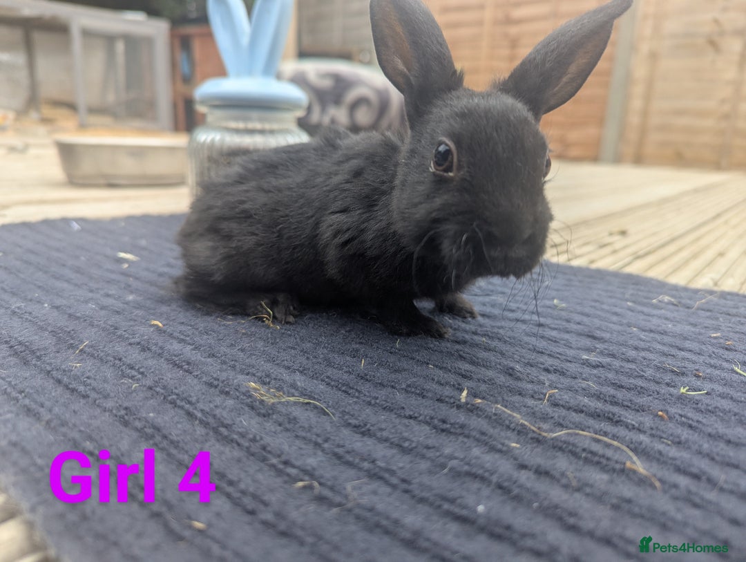 Rex rabbits for sale: Mini rex rabbit for sale - Image 20