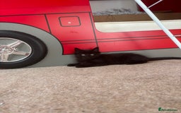 British Longhair cats for sale: 1 x British Long Hair & 2 x British Short Hair - Image 4