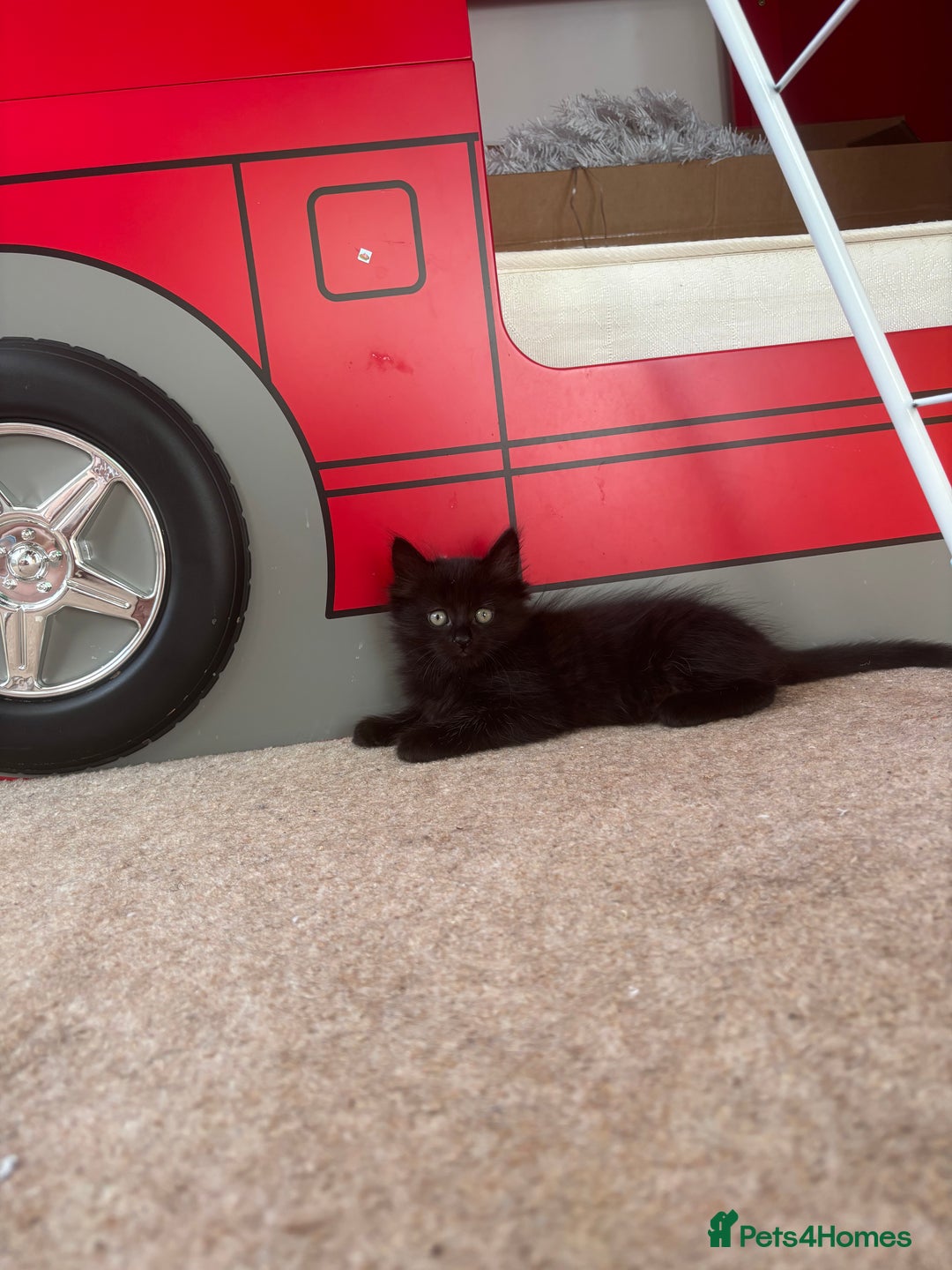 British Longhair cats for sale: 1 x British Long Hair & 2 x British Short Hair - Image 4