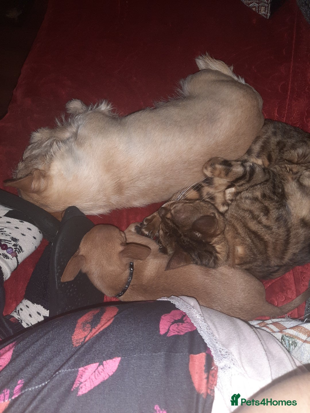 Chihuahua dogs for sale: May have a new home. - Advert 4