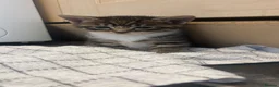 Mixed Breed cats for sale: Kittens  - Advert 4