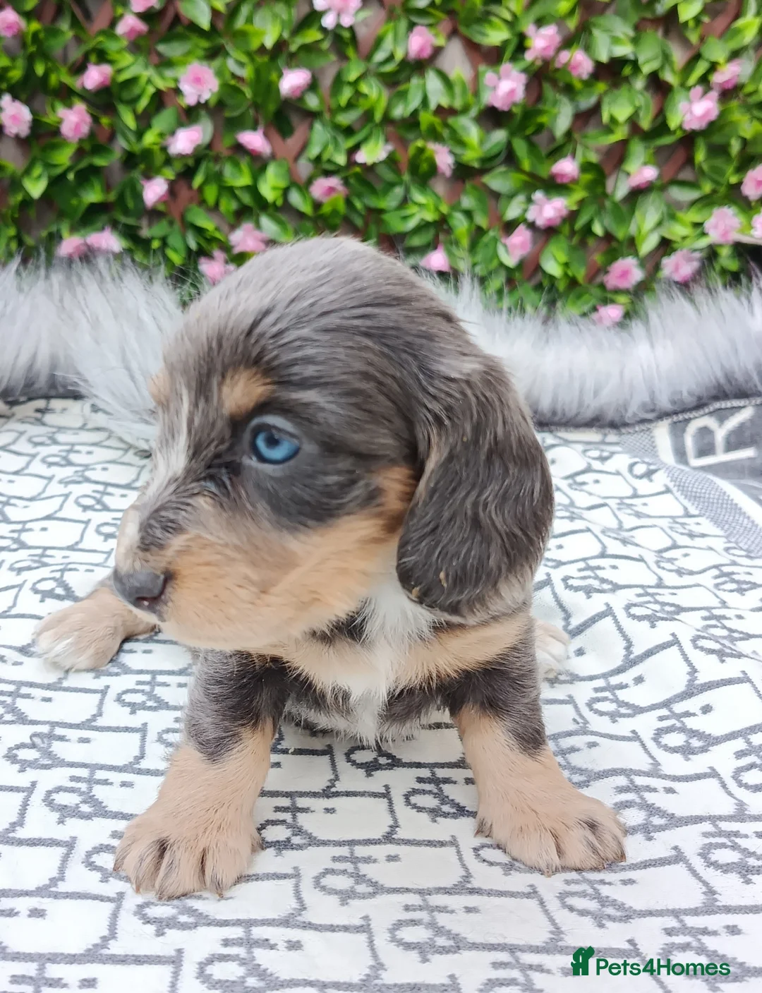 Dachshund dogs for sale: QUALITY LH/SMOOTH MIN DAXIS KC REG PRA CLR - Advert 2
