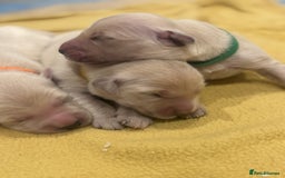 Golden Retriever dogs for sale: 7 beautiful Golden Retriever puppies  - Image 4
