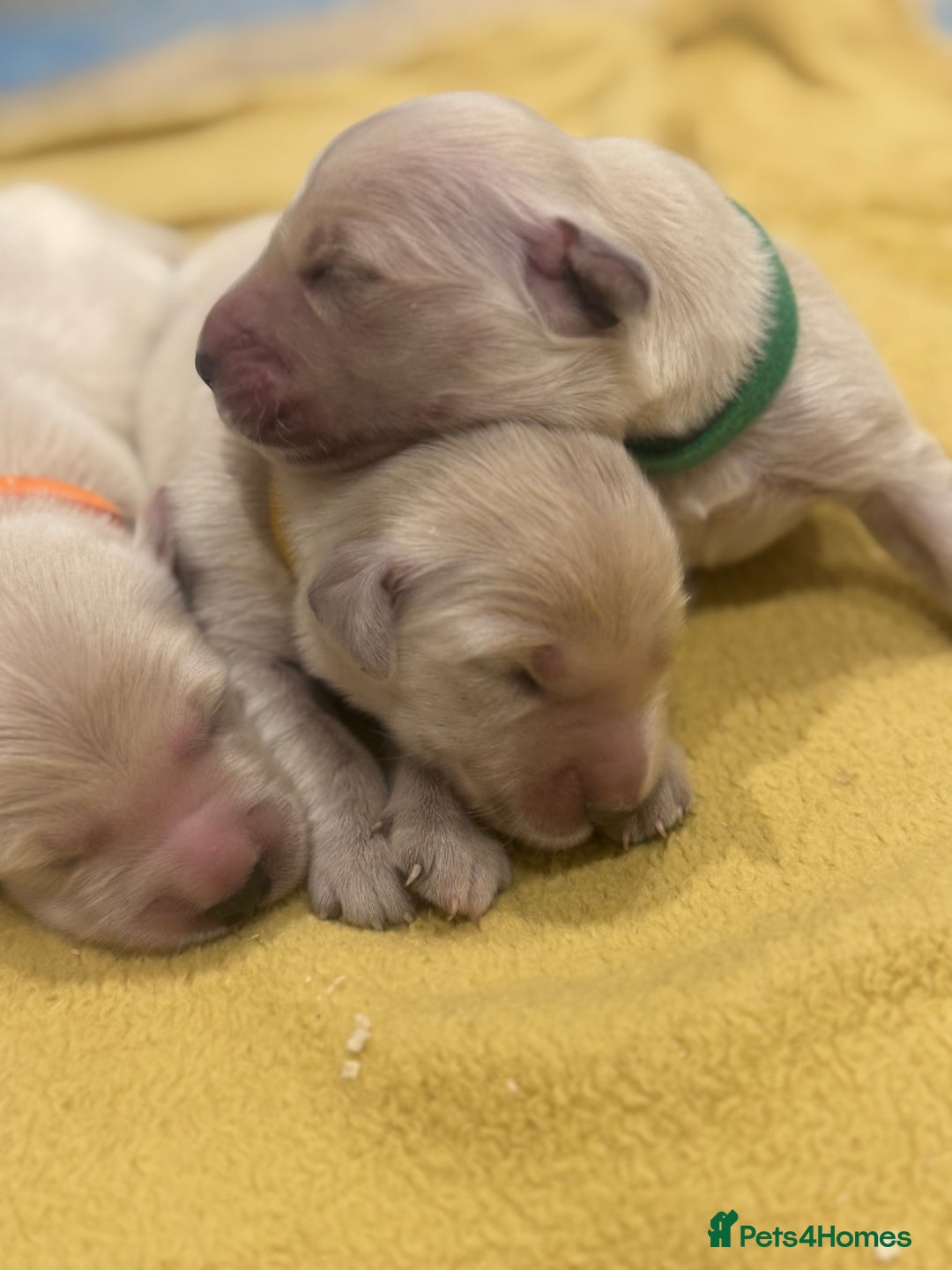 Golden Retriever dogs for sale: 7 beautiful Golden Retriever puppies  - Image 4