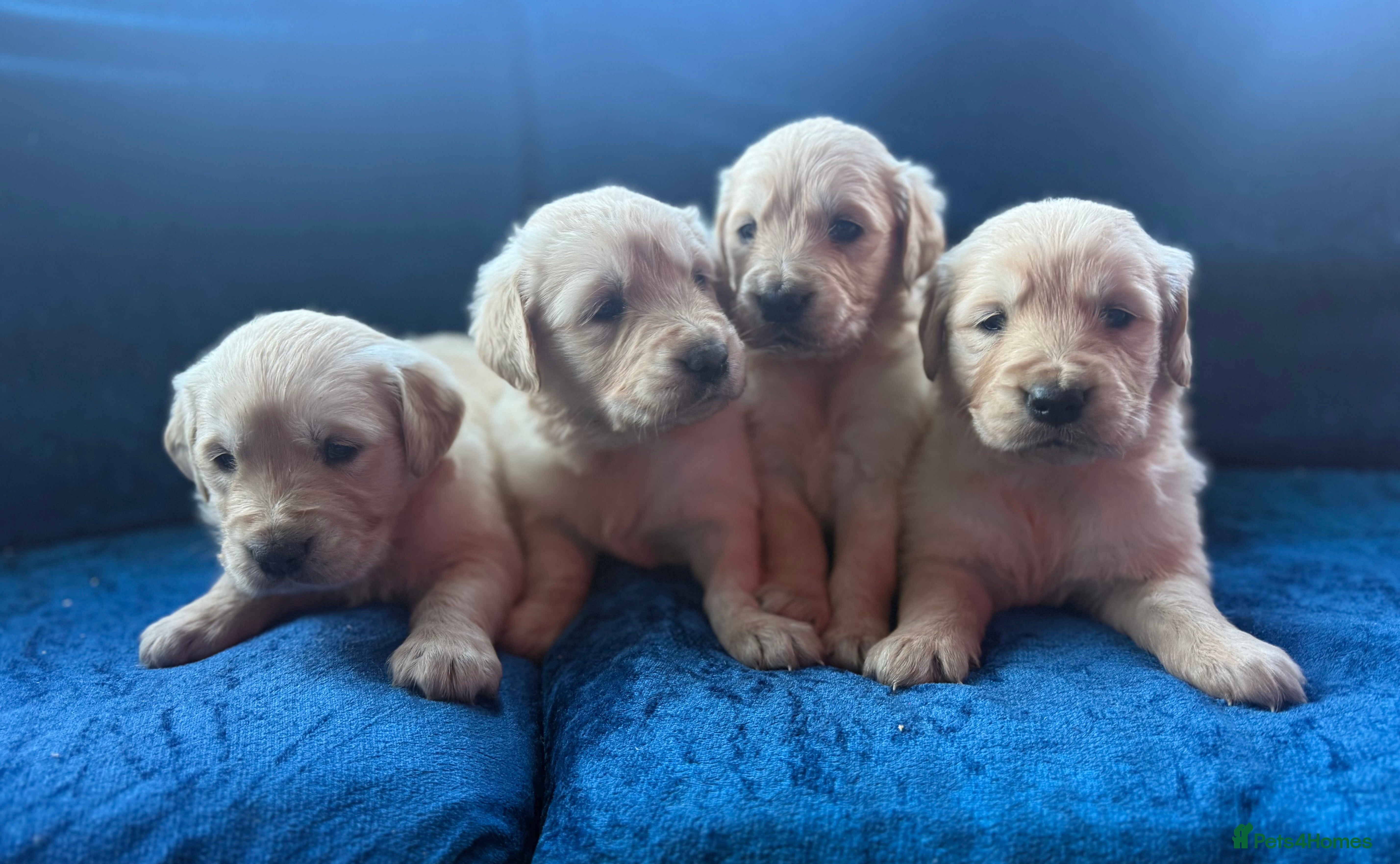 Golden Retriever dogs Beautiful home reared pups for sale - Advert 6