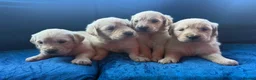 Golden Retriever dogs for sale: 3 boys and 2 girls available  - Advert 1