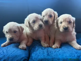 Golden Retriever dogs Beautiful home reared pups for sale - Advert 6