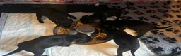 Patterdale Terrier dogs for sale: Patterdale terrier puppies  - Advert 2