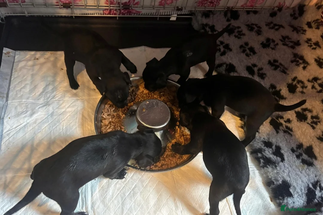 Patterdale Terrier dogs for sale: Patterdale terrier puppies  - Advert 2