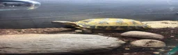 Tortoise reptiles for sale: Horsefield tortoise - 2021 - Advert 2