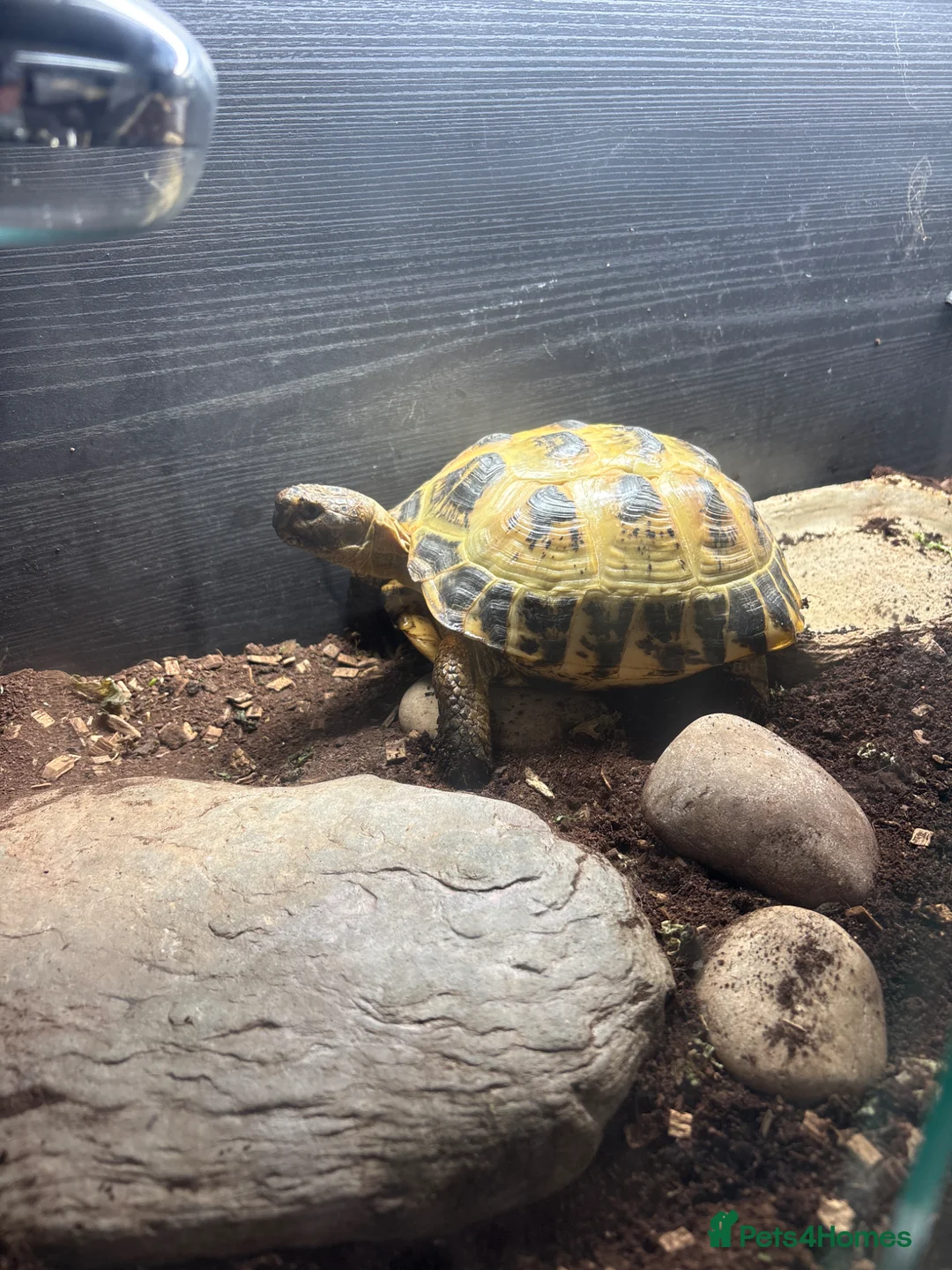 Tortoise reptiles for sale: Horsefield tortoise - 2021 - Advert 2