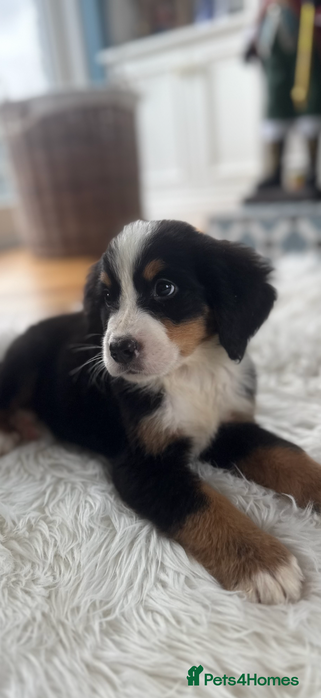 Bernese Mountain Dog dogs for sale: Bernese Mountain Dog Pups  - Advert 18
