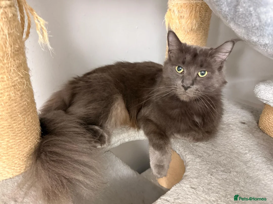 Maine Coon cats for sale: Beautiful Lady MaineCoon for sale!  - Advert 2
