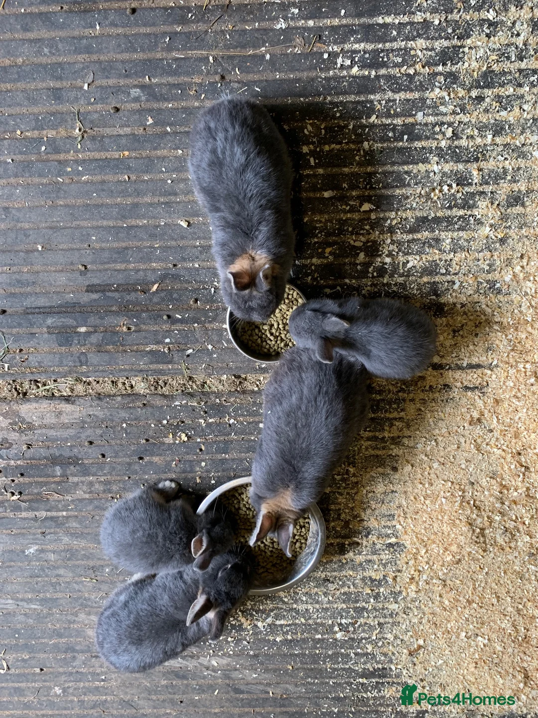 Netherland Dwarf rabbits for sale: Beautiful male Netherland dwarf Rabbits - Advert 3
