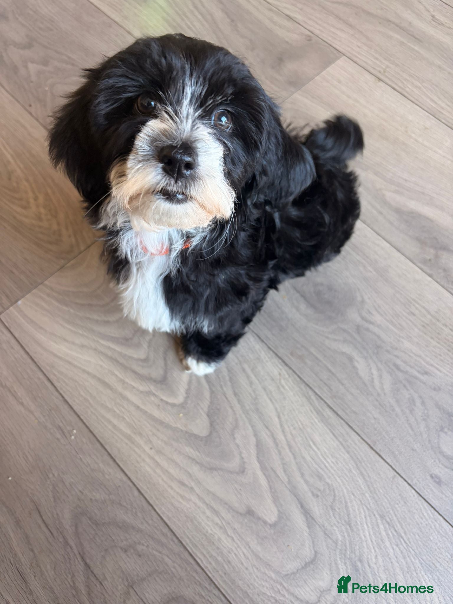 Havanese dogs for sale: 1 beautiful pedigree havanese for sale - Advert 2