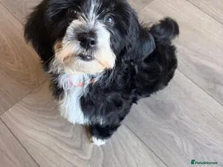 Havanese dogs for sale: 1 beautiful pedigree havanese for sale - Advert 2