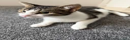 Domestic Shorthair cats for sale: 2 year old female cat  in Rotherham - Advert 4
