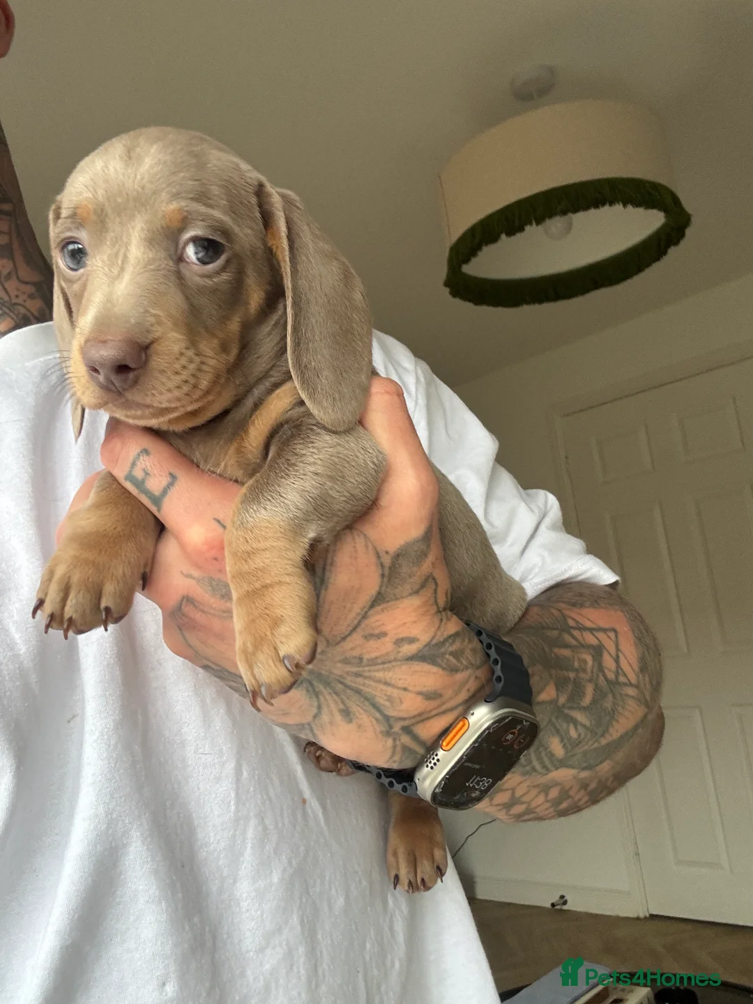 Miniature Dachshund dogs for sale: Beautiful Isabella and Tan Miniature Dachshunds  - Advert 4