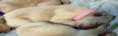 Labrador Retriever 4