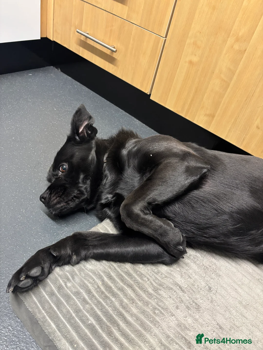 Mixed Breed dogs for sale: Bruno the shug - Advert 8