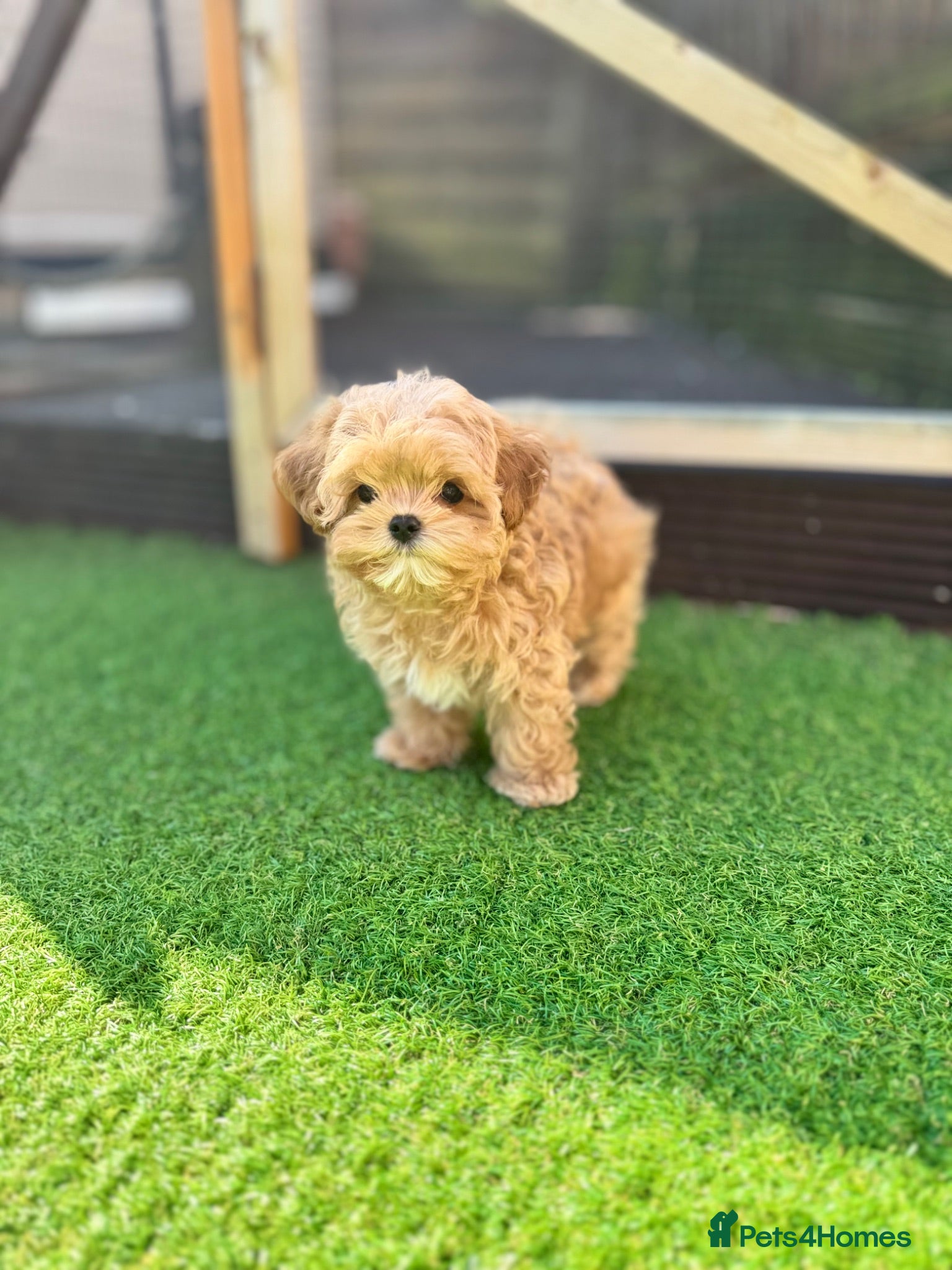 Maltipoo dogs 🧸READY NOW True Asian Maltipoo Girl DNA Clear🧸 - Advert 1
