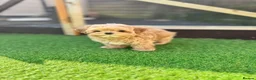Maltipoo dogs for sale: 🧸READY NOW True Asian Maltipoo Pups DNA Clear🧸 - Advert 6